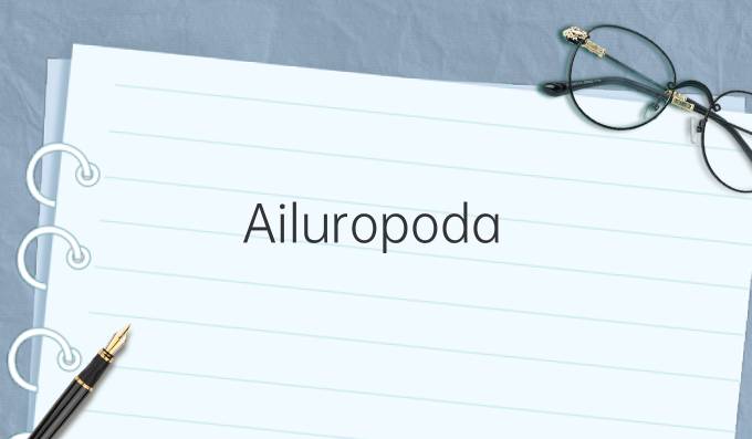 Ailuropoda